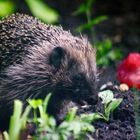 Igel holt sich in der Dämmerung sein Abendbrot