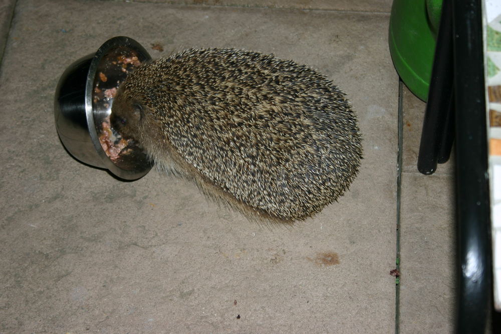 Igel "Igor" hat eine ergiebige Futterquelle gefunden.