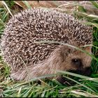 Igel II