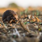 Igel im Abendlicht