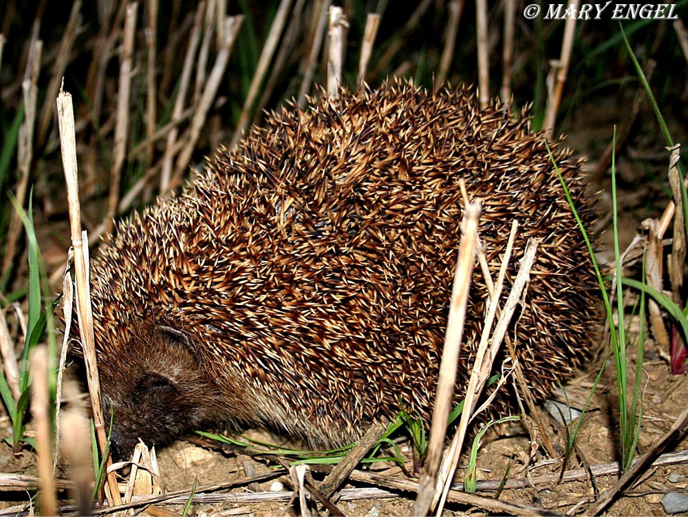 Igel im Feld