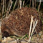 Igel im Feld