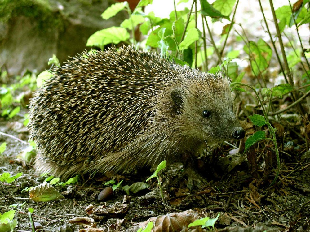 Igel im Garten Foto & Bild tiere, wildlife, säugetiere Bilder auf