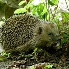 Igel im Garten