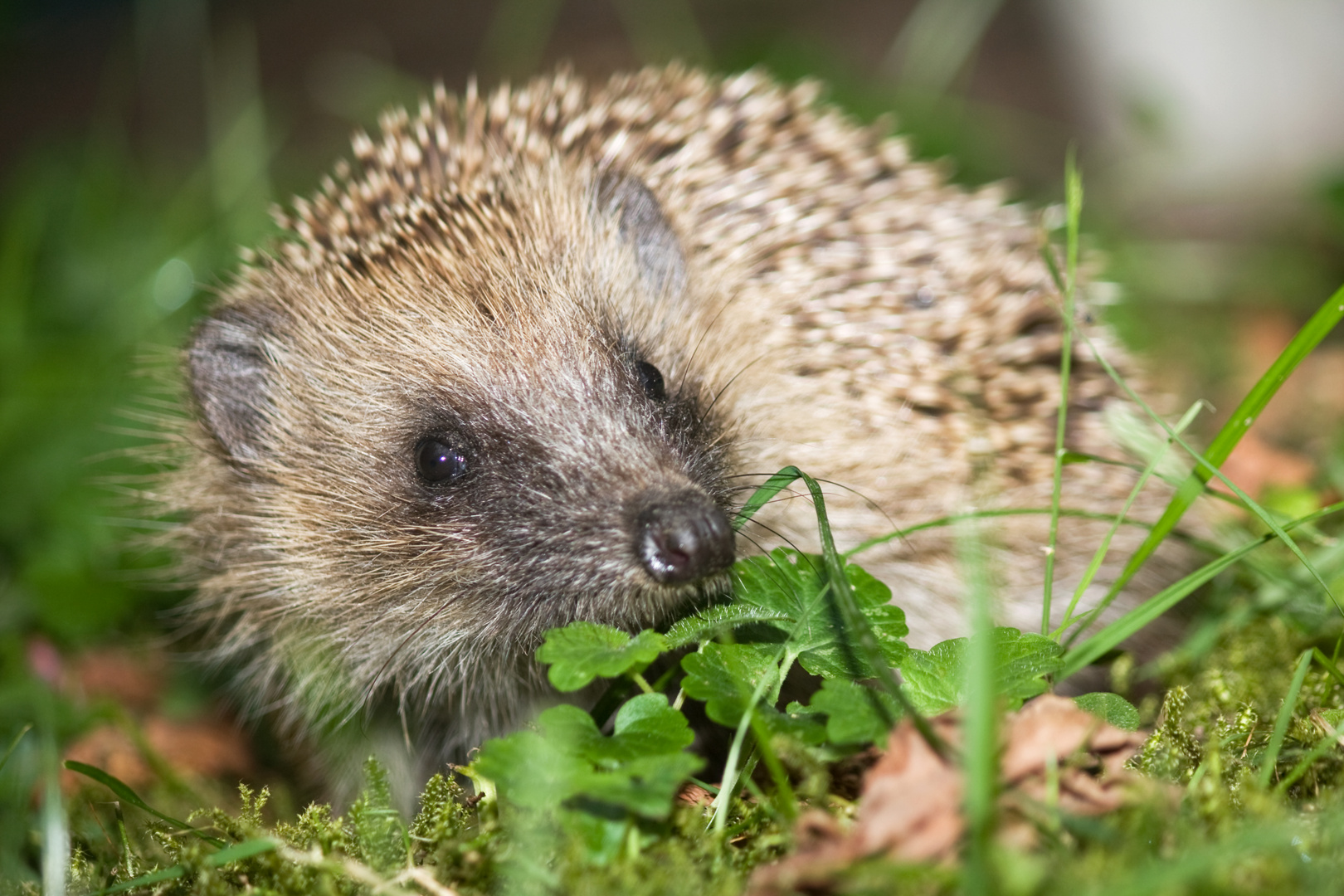 Igel im Garten