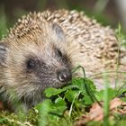 Igel im Garten