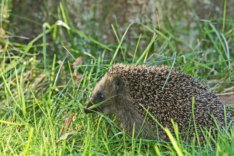 Igel im Garten 2 Foto & Bild tiere, wildlife, säugetiere