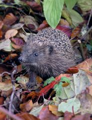 Igel im Garten