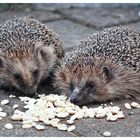  Igel im Garten