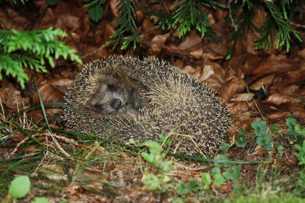 Igel im Garten