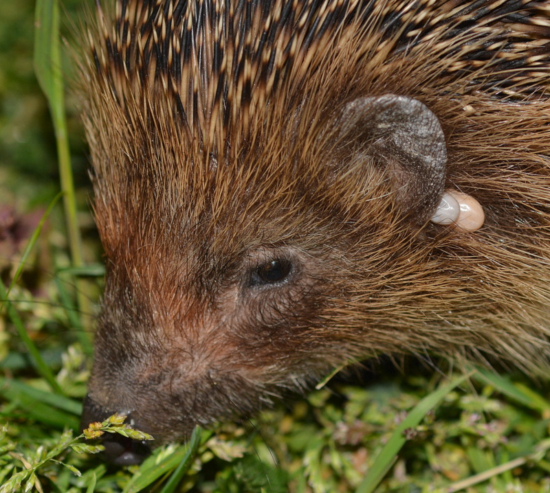 igel im garten