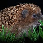 Igel im Garten