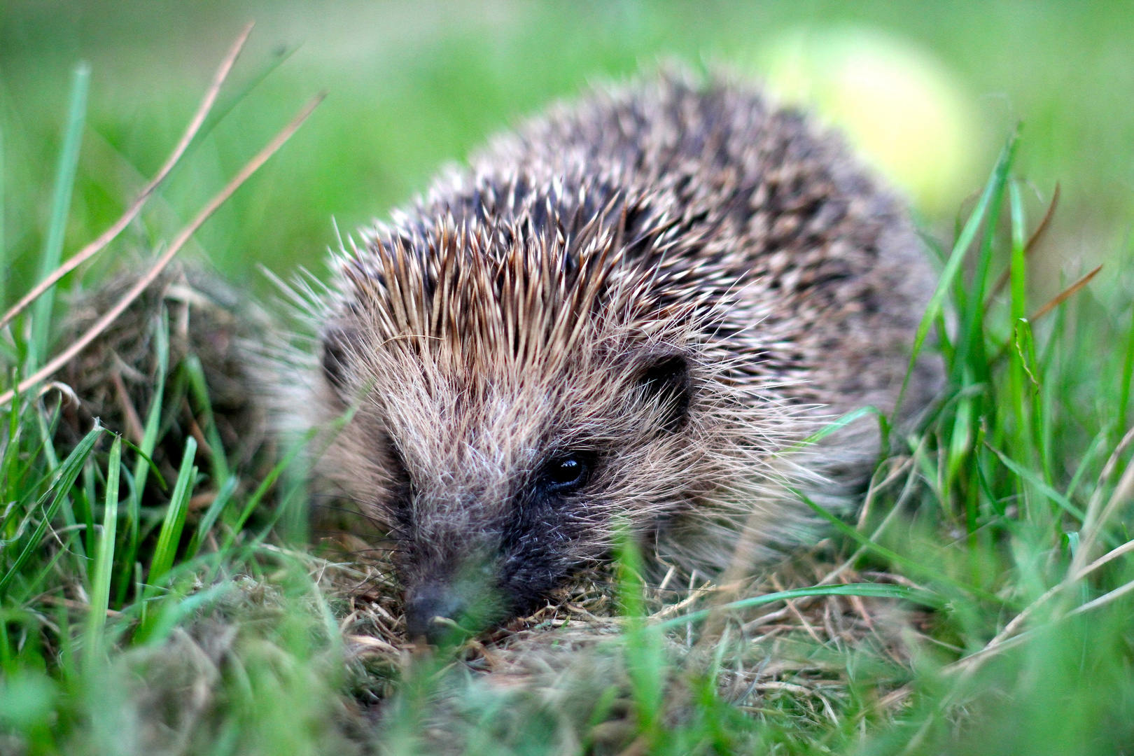 Igel im Garten