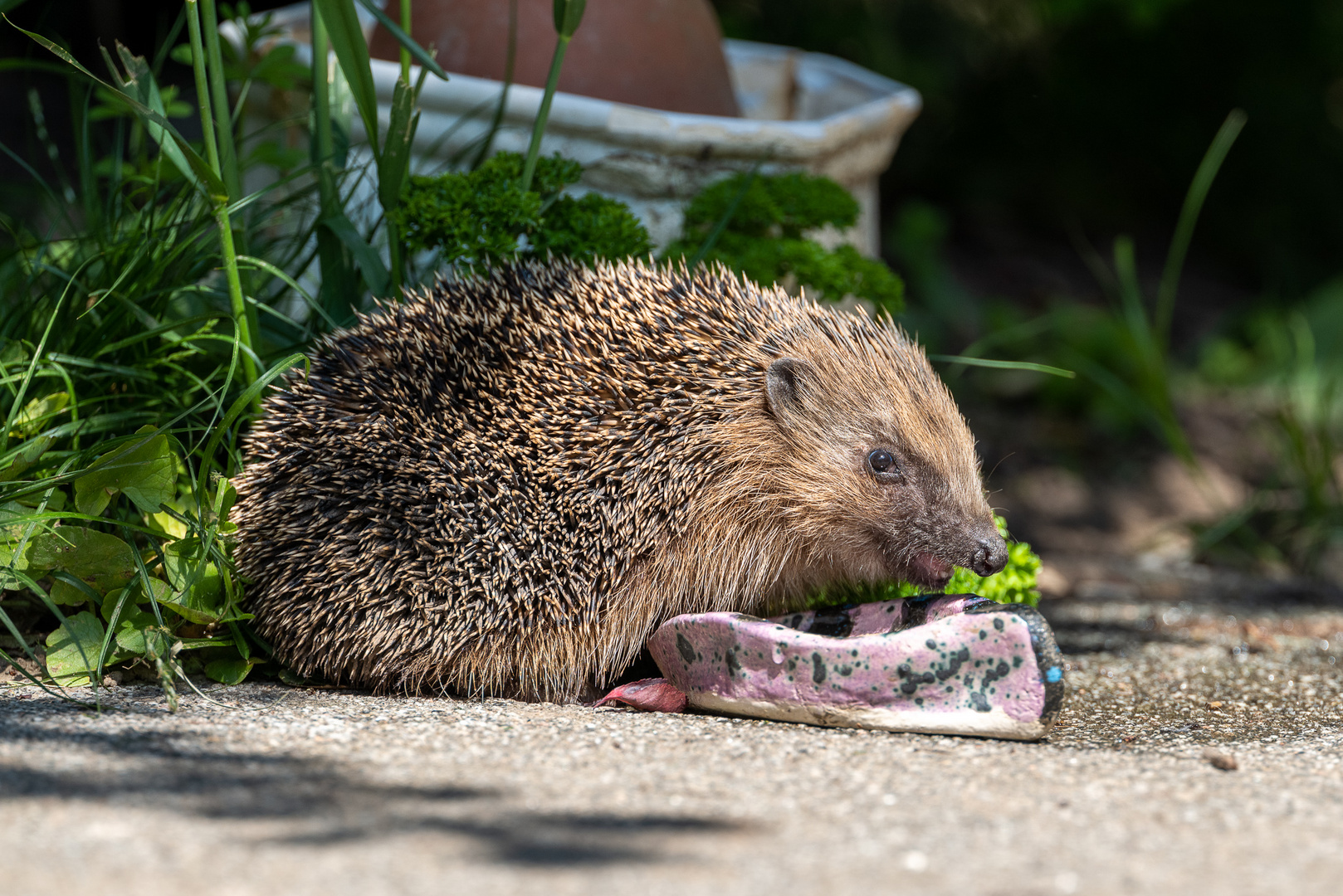 Igel im Garten