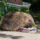 Igel im Garten