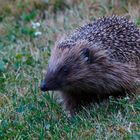 Igel im Garten