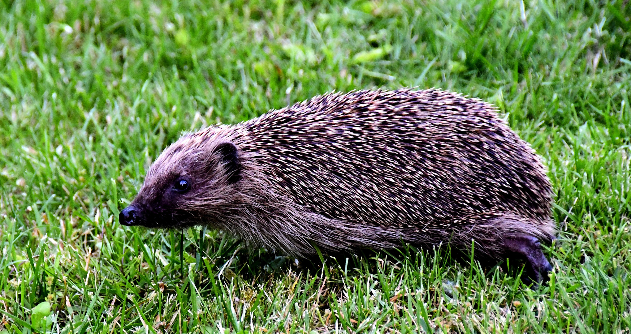 Igel im Garten