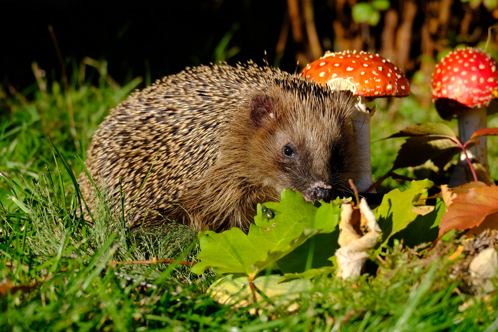 Igel im Garten