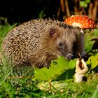 Igel im Garten