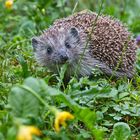  Igel  im Garten