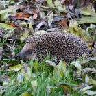 Igel im Garten