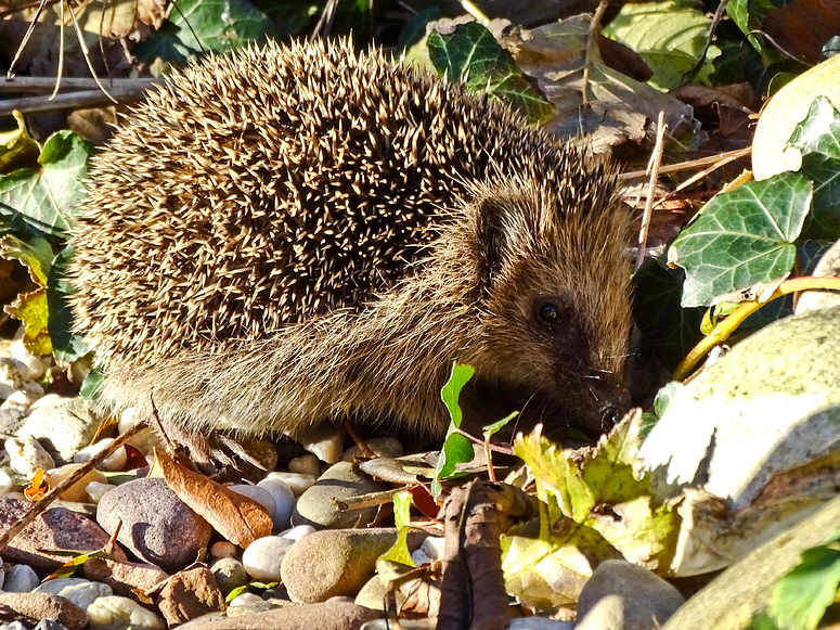 Igel im Garten