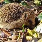 Igel im Garten