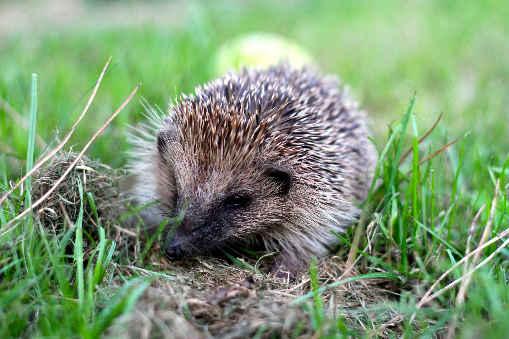 Igel im Garten IV