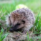 Igel im Garten IV