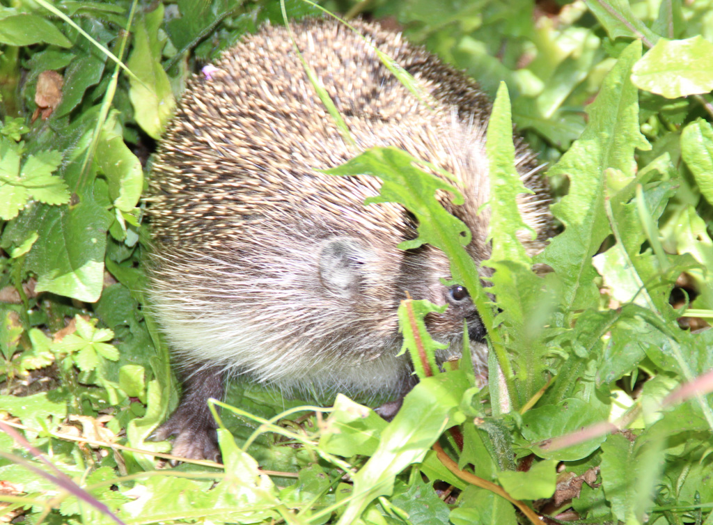 Igel im Garterl 