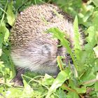 Igel im Garterl 