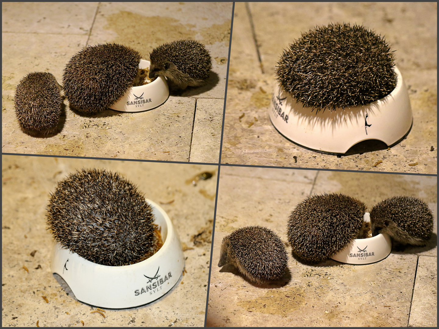 Igel im Glück ...