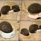 Igel im Glück ...