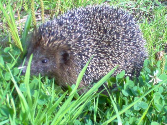Igel im Gras