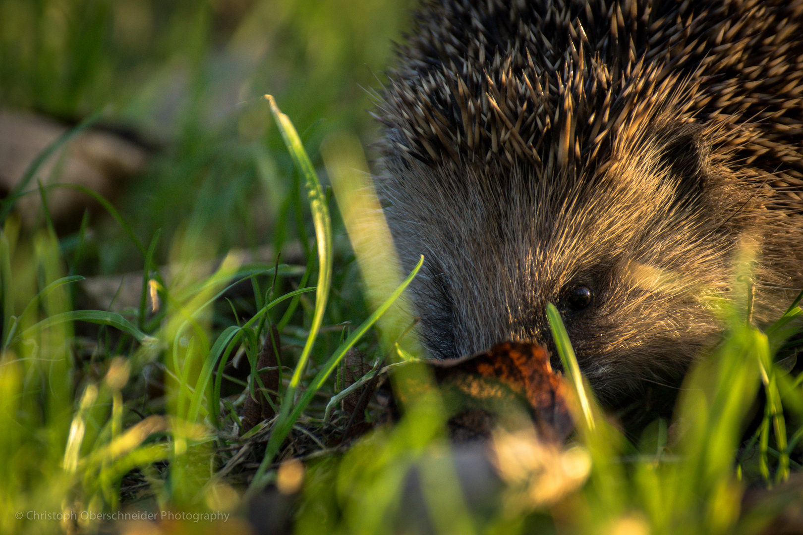 Igel im Gras