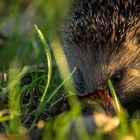 Igel im Gras