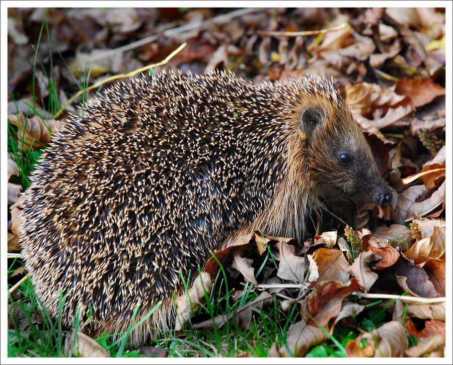 Igel im Herbst