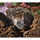 Igel im Herbst