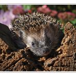 Igel im Herbst