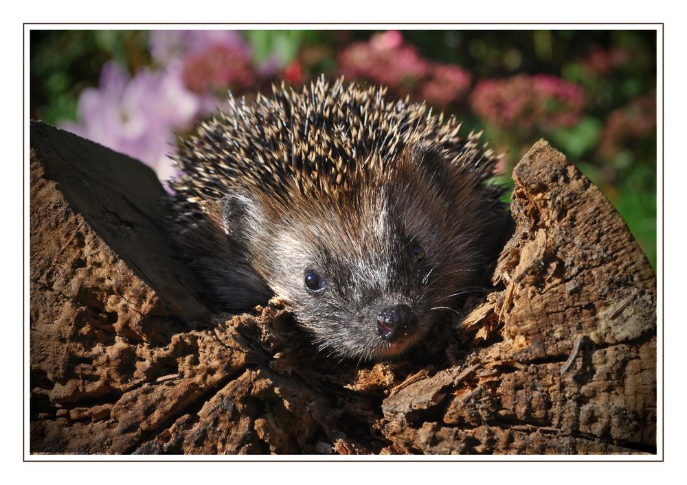 Igel im Herbst