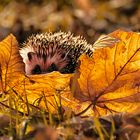 Igel-im-Herbst