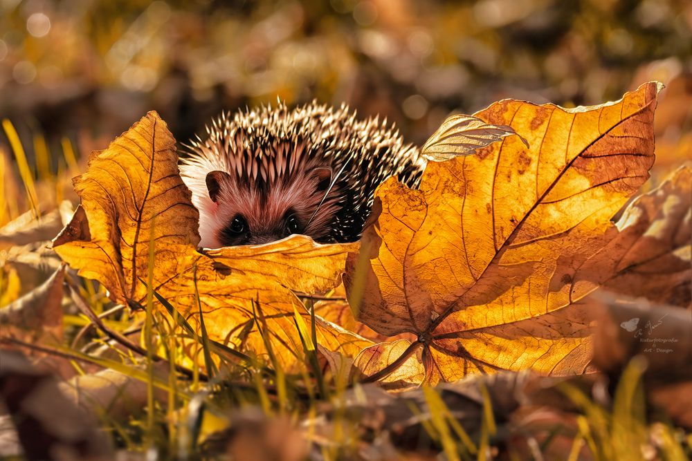 Igel-im-Herbst