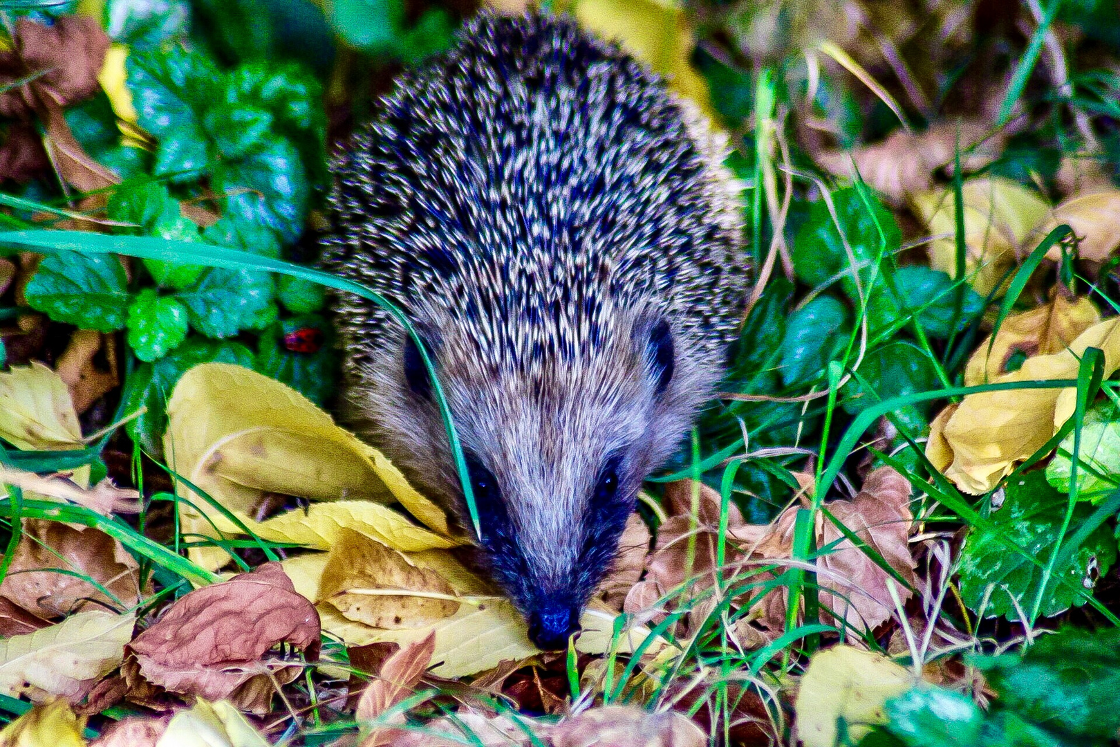 Igel im Herbstlaub