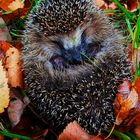 Igel im Herbstlaub