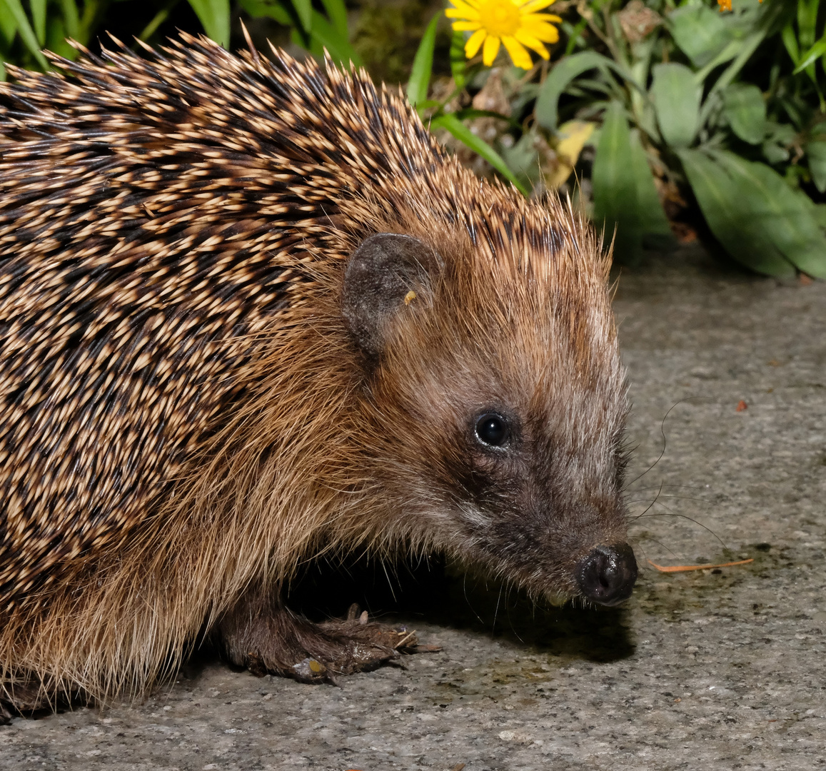 Igel im Marcus-Garten