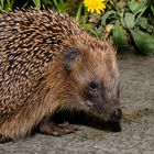 Igel im Marcus-Garten