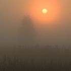 Igel im Nebel