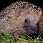 Igel im Regen