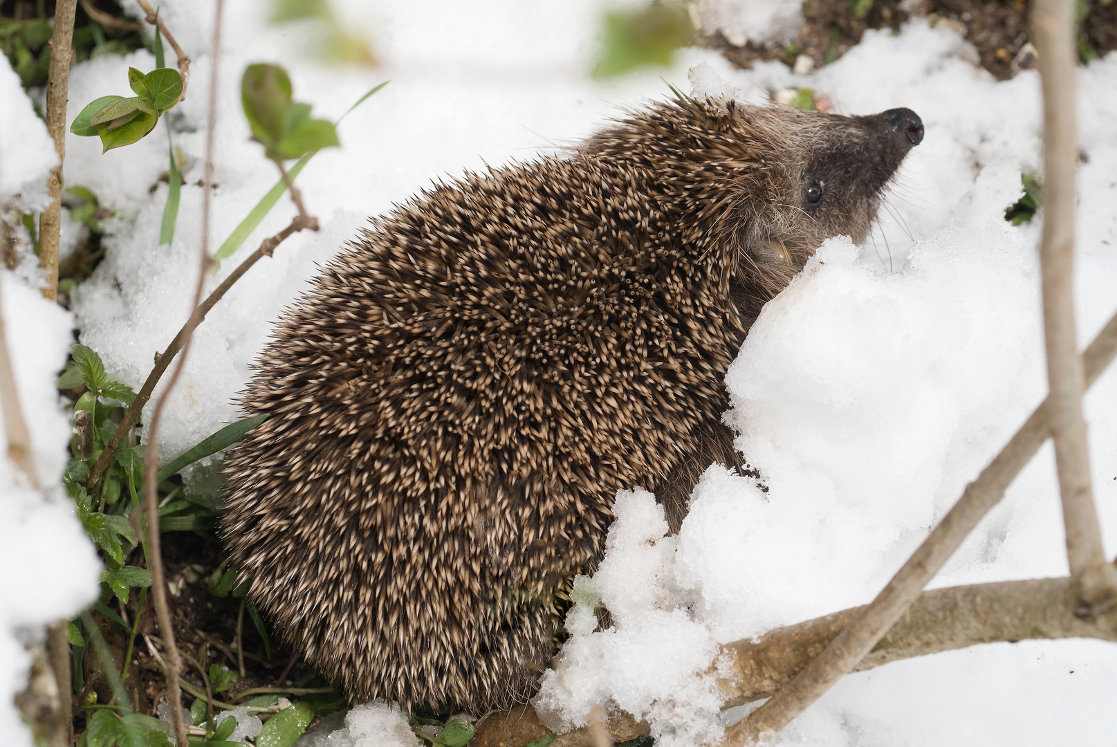 Igel im Schnee