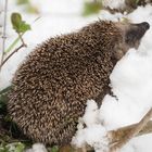 Igel im Schnee